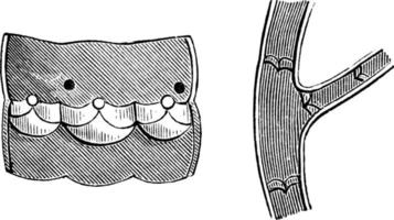 válvulas de las venas, ilustración vintage. vector