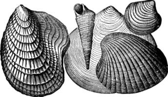 invertebrados terciarios, ilustración vintage. vector