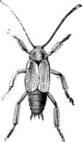 Female Cockroach, vintage illustration. vector