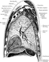 Sagittal Section Through Shoulder and Lung, vintage illustration. vector