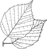 Genus Betula, L. Birch vintage illustration. vector