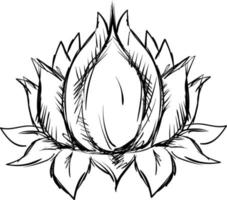 Lotus sketch, illustration, vector on white background.