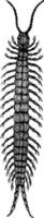 Centipede, vintage illustration. vector
