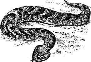 Puff-Adder Bitis arietans, vintage illustration vector