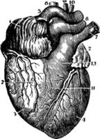 Human Heart, vintage illustration. vector