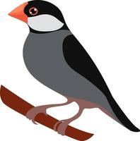 Java sparrow, illustration, vector on white background