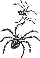 Spiders, vintage illustration. vector