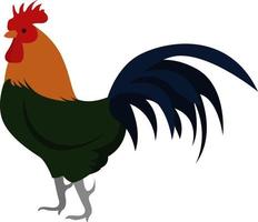 Rooster with long tail, illustration, vector on white background