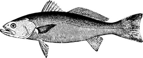 Weakfish, vintage illustration. vector