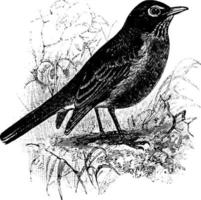 American Robin, vintage illustration. vector