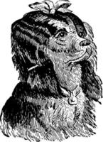 Chinese Crested Dog, vintage illustration. vector