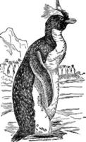 Penguin or Spheniscidae, vintage illustration. vector