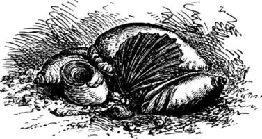 Sea Shells, vintage illustration. vector