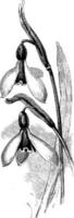 Flowers of Galanthus Elwesii vintage illustration. vector