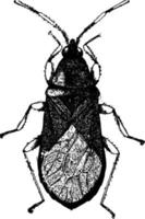 Damsel Bug, vintage illustration. vector