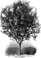 An Olive Tree vintage illustration. vector
