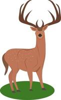 Mule deer ,illustration, vector on white background.