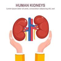 Human kidneys with artery and vein in doctor hand isolated on white background. Donation organs. Anatomy of internal organs, medicine. Volunteer aid for the patient vector