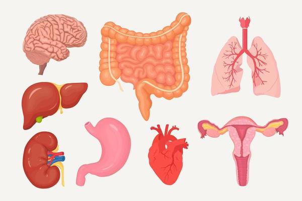 Set of intestines, guts, stomach, liver, lungs, heart, kidneys , brain, female reproductive system