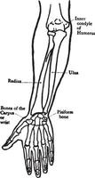 Front View of the Bones of the Forearm, vintage illustration. vector