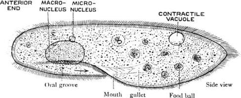 Paramecium, vintage illustration. vector