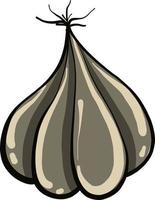 Fresh garlic ,illustration,vector on white background vector