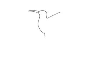 une seule ligne continue auto-dessinant une vidéo 4k d'un adorable oiseau pour le droit d'auteur sur les animaux et la nature. petit concept de mascotte colibri mignon pour parc public. illustration graphique vidéo à tirage unique video