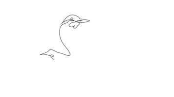 One continuous line self drawing video of cute kingfisher bird perching on a branch. Line draw design motion picture