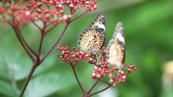 papillons de chrysope malais sur les fleurs rouges video