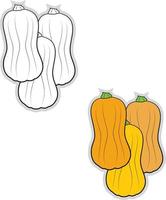 Butternut squash, illustration, vector on white background.