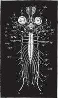 Frog Nervous System, vintage illustration vector