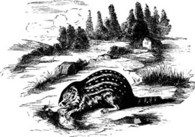 Leopard Spermophile, vintage illustration. vector