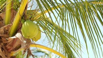 Coconut fruit growing on a palm tree video