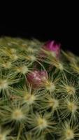 flor de cactus floreciendo lapso de tiempo de video vertical.