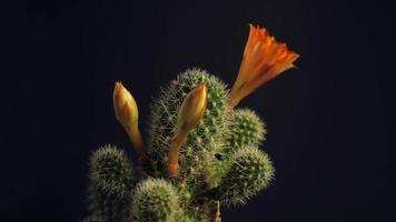 lapso de tiempo de floración de flor de cactus. video