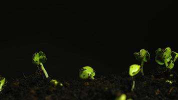 Growing seeds rising from soil time lapse 4k footage. video