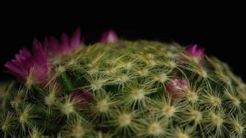 lapso de tiempo de floración de flor de cactus. video