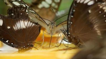 fermer les papillons video