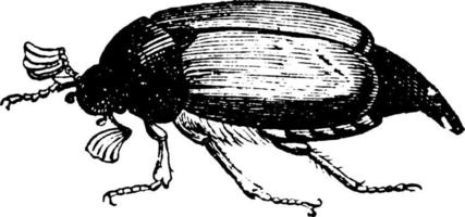 May Beetle, vintage illustration. vector