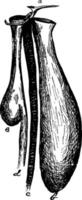 Bustard Gular Pouch vintage illustration. vector