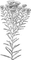 Lance-Leaved Golden-Rod vintage illustration. vector