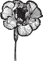 Picotee Carnation vintage illustration. vector
