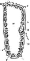 Plant Cell vintage illustration. vector