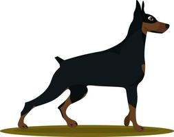 Doberman, illustration, vector on white background.