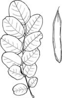 Genus Robinia, L. Locust vintage illustration vector