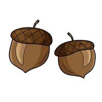 Two acorns in cartoon style isolated on a white background. Forest decoration, seasonal nature element. vector