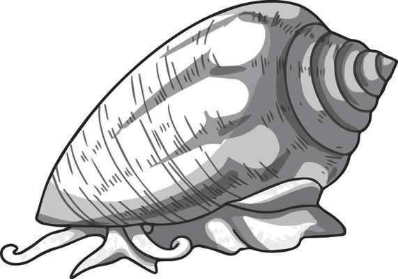 A sea clam. Drawing made by hand in shades of grey. For colouring books and your books.