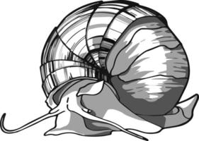 caracol. dibujo hecho a mano en tonos grises. para colorear libros y tus libros. vector