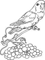 A parrot on a branch of grapes. Hand-drawn drawing in black and white. For illustrations and colouring books. vector