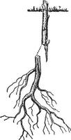 Root Grafting of Woody Plant, vintage illustration. vector